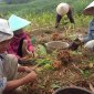Nghệ dược liệu - Cây trồng đang cho giá trị kinh tế cao tại Lang Chánh